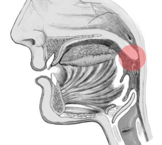 Location of the uvula, involved in the pronunciation of the French 'r' sound.